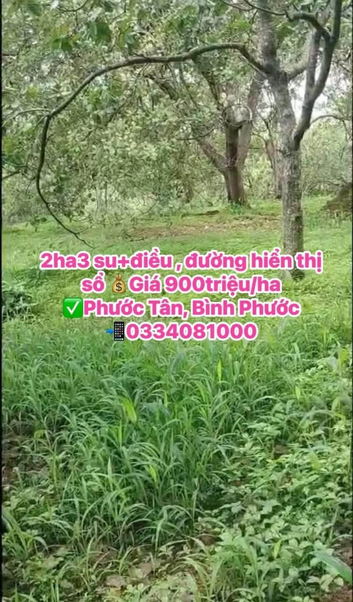 Bán đất Phước Tân, Bình Phước 2 ha giá 900tr/ha - Ảnh thu nhỏ 2