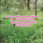 Bán đất Phước Tân, Bình Phước 2 ha giá 900tr/ha - Ảnh thu nhỏ 2