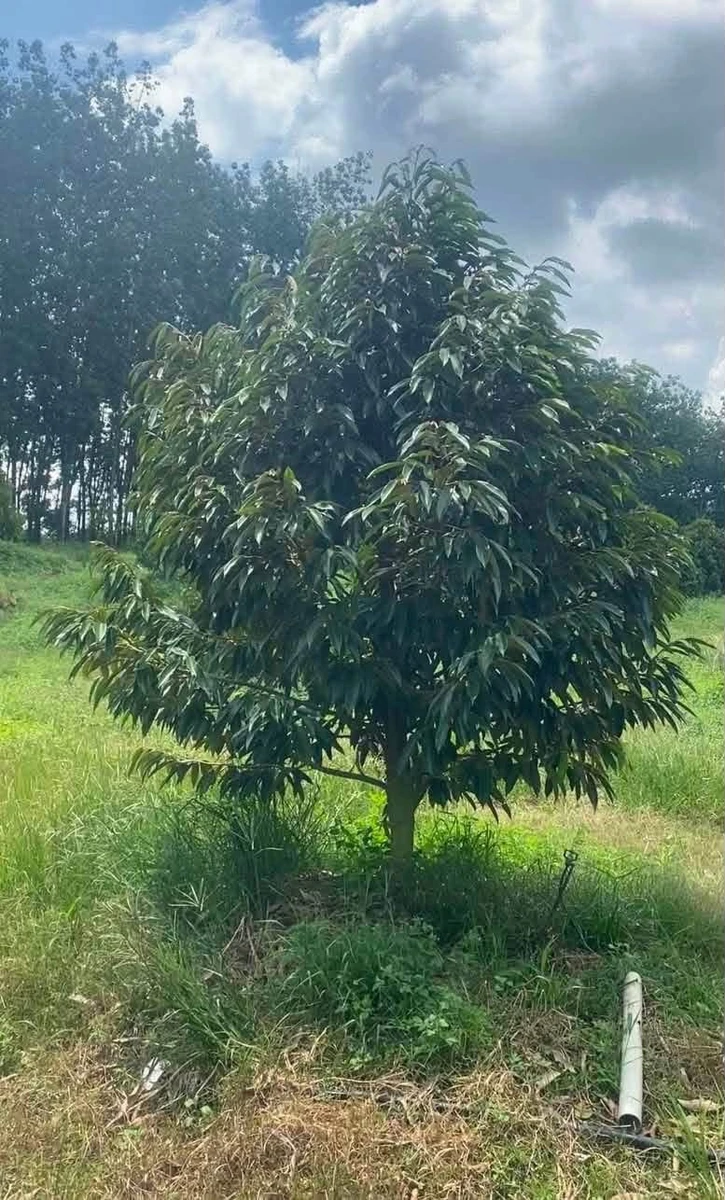 Bán đất 4 héc-ta Tân Phước Đồng Phú Bình Phước 6,7 tỷ - Ảnh 1