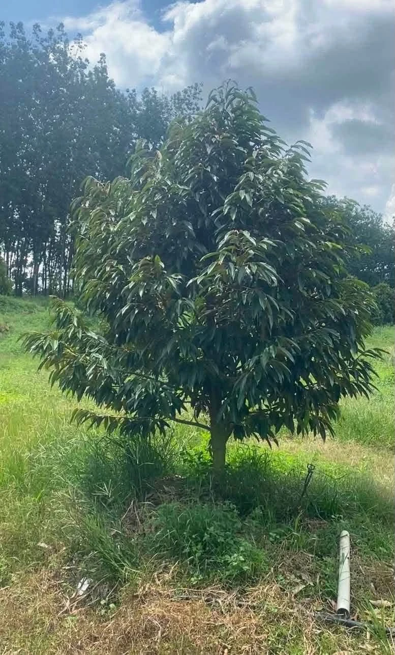 Bán đất 4 héc-ta Tân Phước Đồng Phú Bình Phước 6,7 tỷ - Ảnh 1