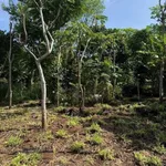 Bán đất 1 sào (1180m²) Phú Vinh Đồng Nai 390 triệu - Ảnh thu nhỏ 3
