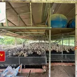 Bán đất chăn nuôi 10.000m2 Đồng Nai - Ảnh thu nhỏ 1
