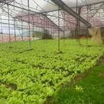 Bán đất 8000m² nhà kính Phường 7, Nhà Bè 8 tỷ - Ảnh thu nhỏ 4