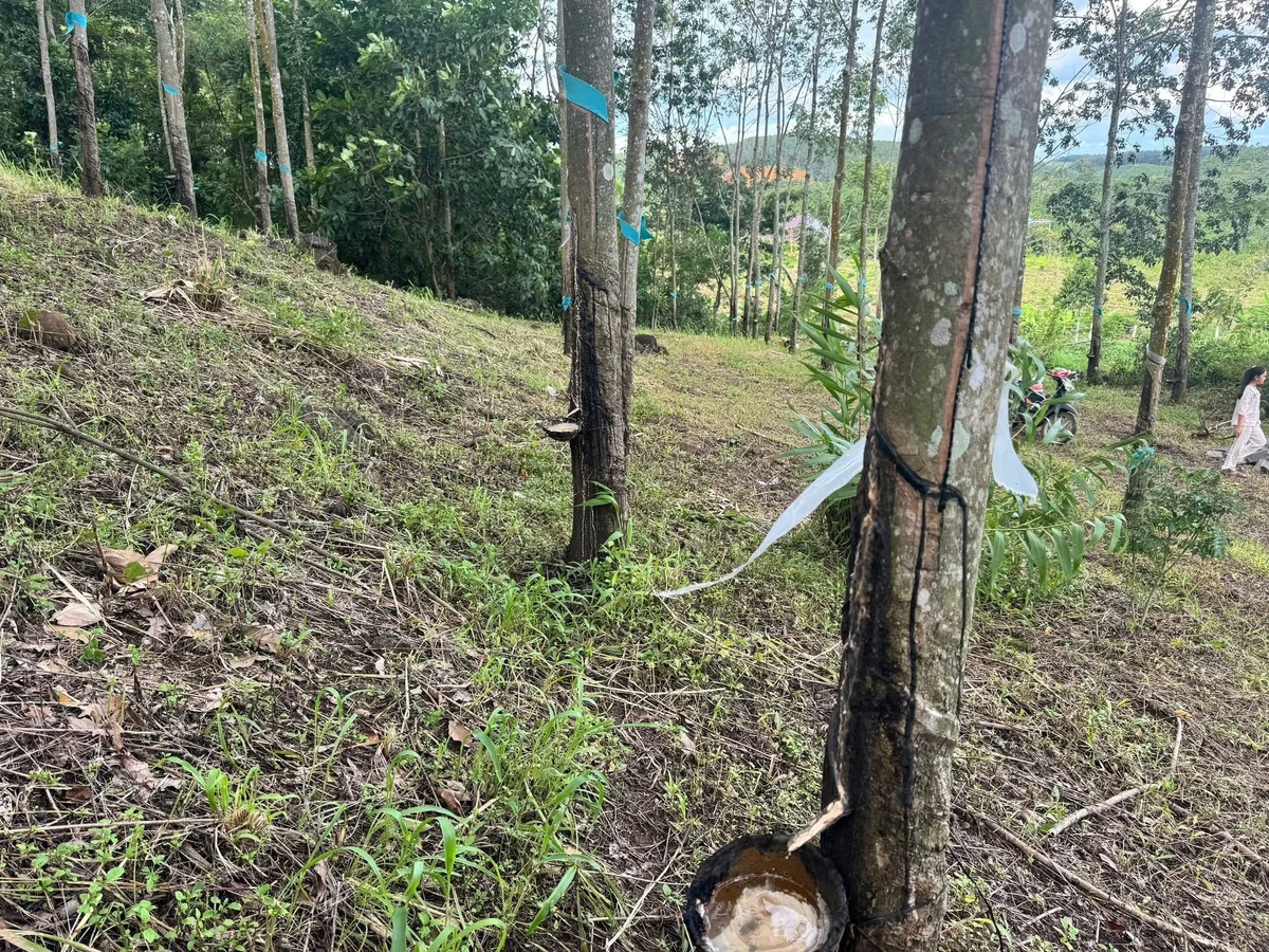 Bán 1 ha đất cao su Nam Xuân Đăk Săk Lâm Đồng 1 tỷ 400 triệu - Ảnh thu nhỏ 3