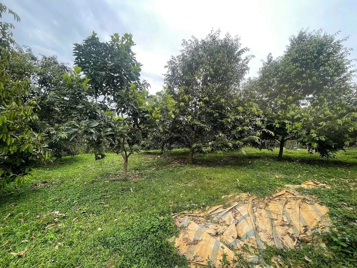 Bán đất Lộc An Bảo Lộc 2,4ha có nhà cấp 4 giáp suối - Ảnh thu nhỏ 2