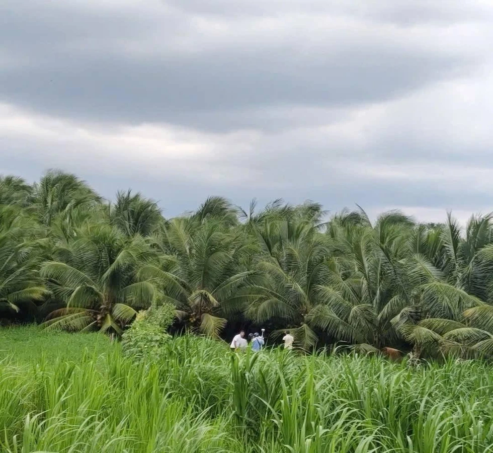 Bán đất mặt tiền Quốc lộ 60, Mỏ Cày Nam, 708 m2, 2 tỷ 3 - Ảnh thu nhỏ 4