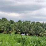 Bán đất mặt tiền Quốc lộ 60, Mỏ Cày Nam, 708 m2, 2 tỷ 3 - Ảnh thu nhỏ 4