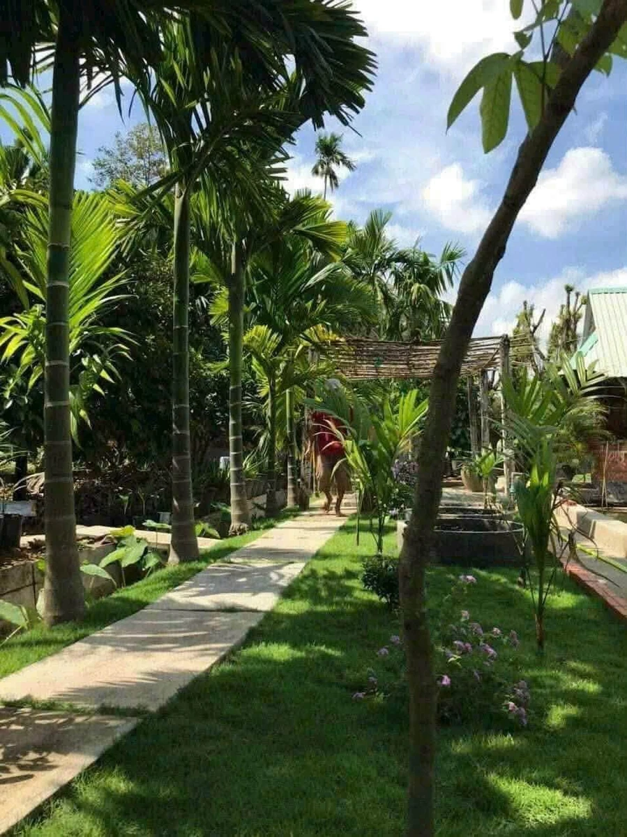 Bán vườn nghỉ dưỡng 903m2 có ao hồ, cây ăn trái tại Phường Tân An, Thủ Dầu Một, Bình Dương - Ảnh thu nhỏ 4