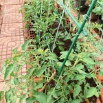 Bán đất vườn 350m² Long Tân Đất Đỏ 1 tỷ 750 triệu - Ảnh thu nhỏ 4