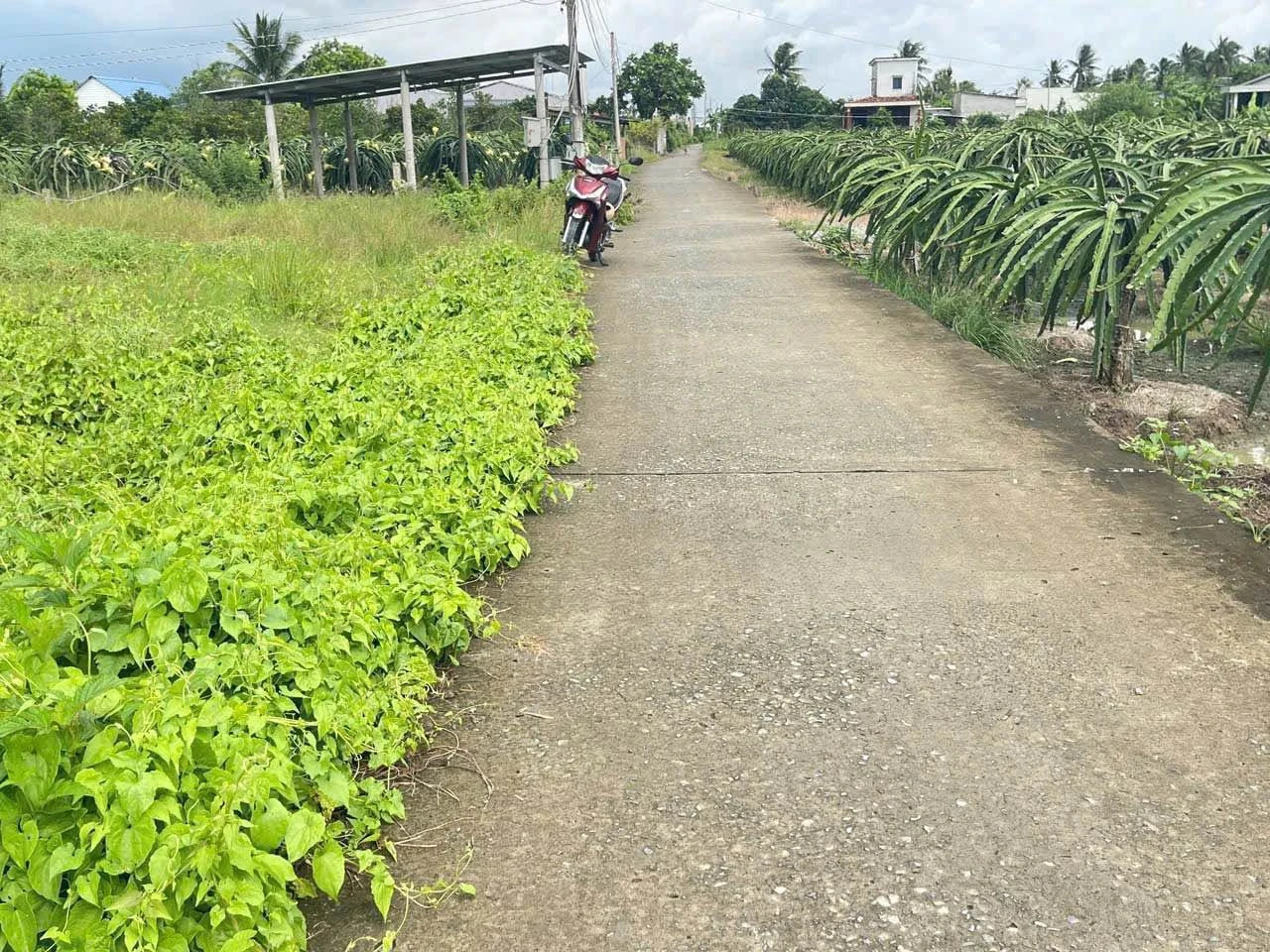 Bán đất 3023 m2 Tây Ninh 450 triệu/1000 m2 - Ảnh 1