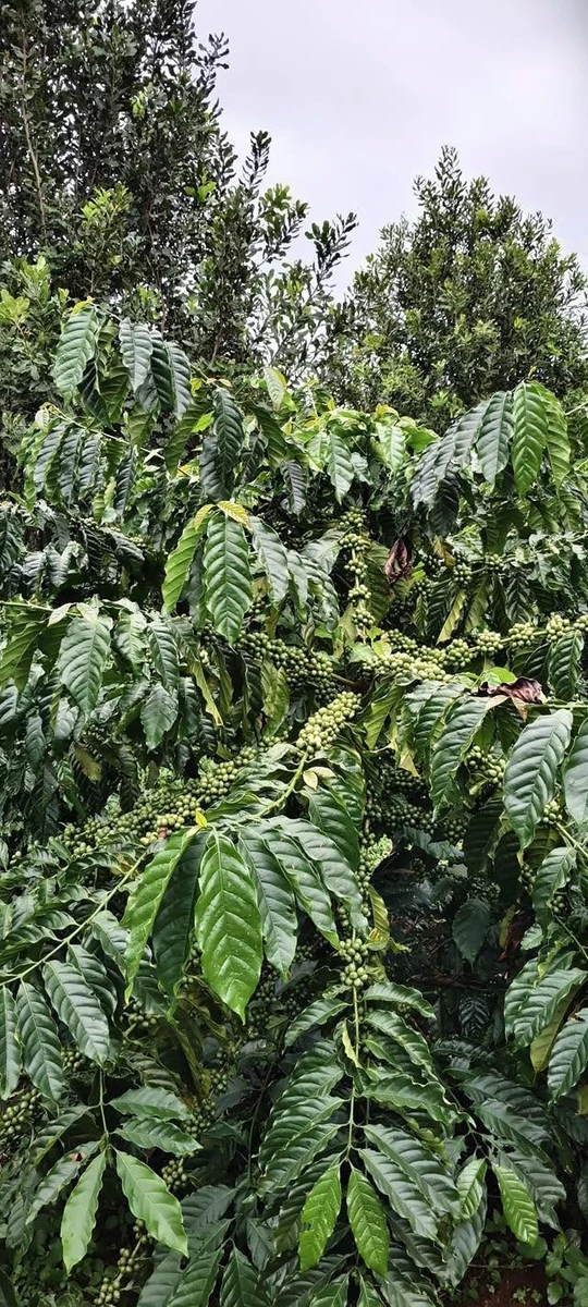 Bán lô vườn 3,8 ha cà phê macca tiêu Tuy Đức Lâm Đồng - Ảnh thu nhỏ 4