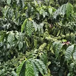 Bán lô vườn 3,8 ha cà phê macca tiêu Tuy Đức Lâm Đồng - Ảnh thu nhỏ 4