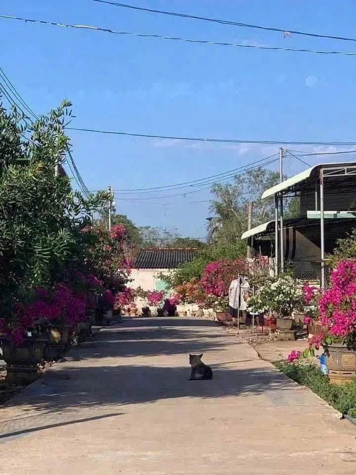 Bán lô đất 240m² Xã Xuyên Mộc, Nhà Bè - Ảnh thu nhỏ 2