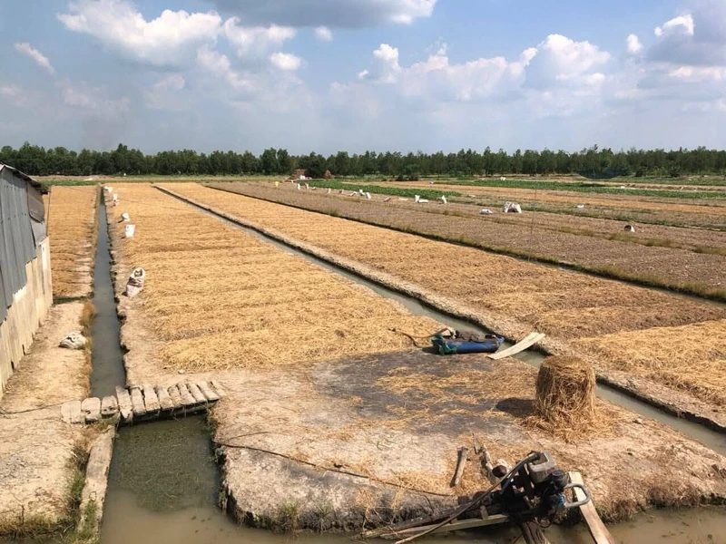 Bán 8500m2 đất Bình Tân Vĩnh Long - 350tr/1000m2