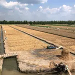Bán 8500m2 đất Bình Tân Vĩnh Long - 350tr/1000m2 - Ảnh thu nhỏ 1