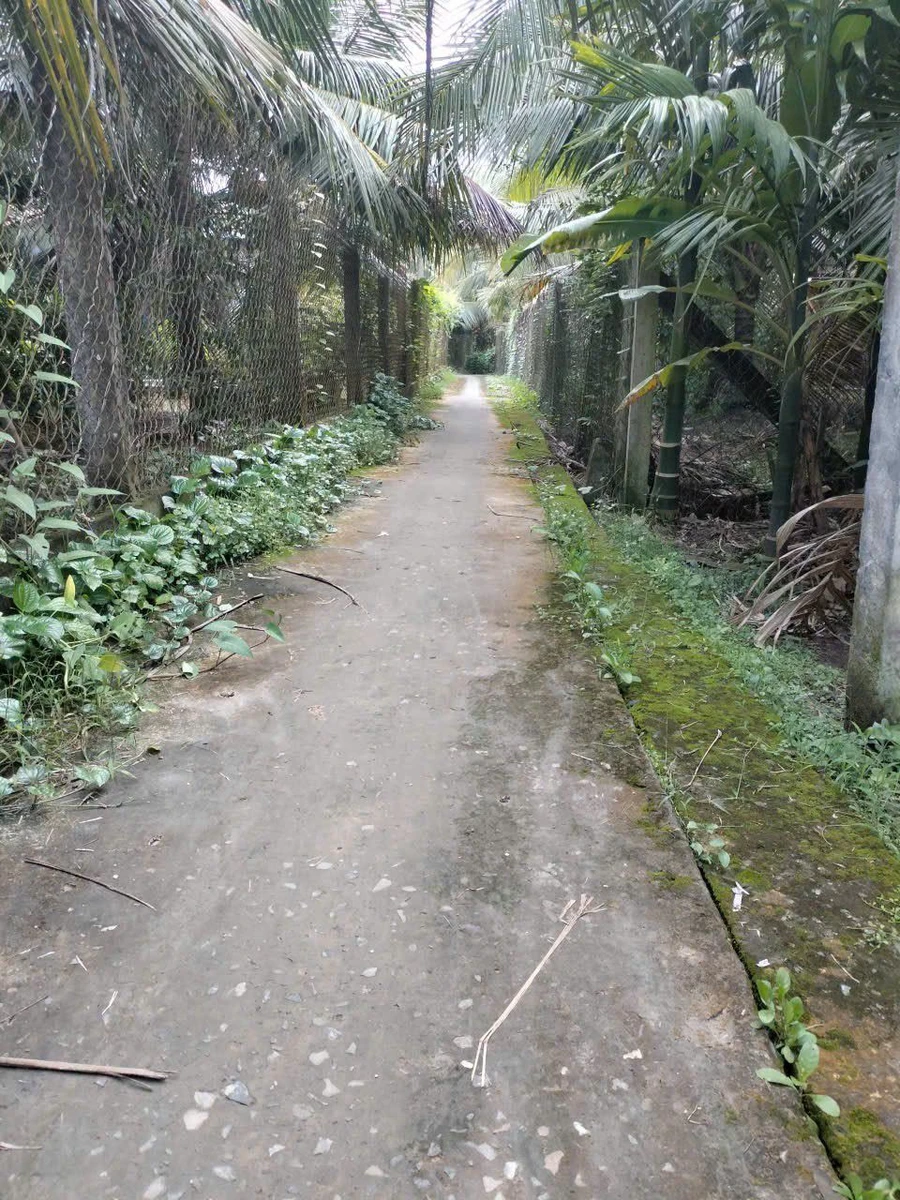 Bán đất nền 116m2 (4x29) có 80m2 thổ cư, Song Bình, Chợ Gạo, Tiền Giang giá 199 triệu - Ảnh 1