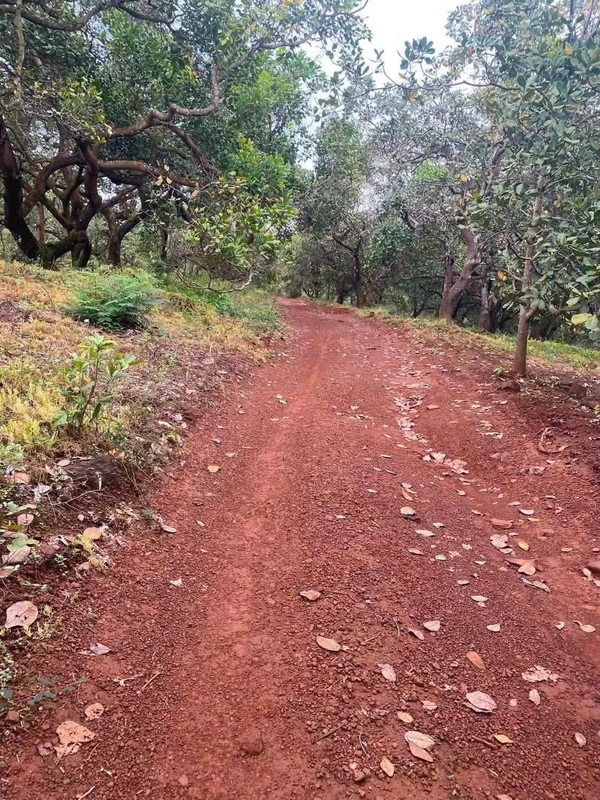 Bán 2,7ha đất vườn điều đất đỏ, giá 3,3 tỷ tại Phú Trung, Bình Phước