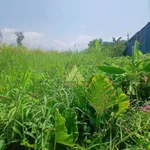 Bán đất thổ cư 648m2 đường nhựa ô tô Cà Mau 1.35 tỷ - Ảnh thu nhỏ 1