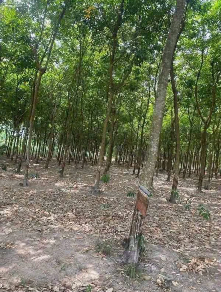 Bán đất gần 1 mẫu cao su Minh Hưng, Bình Chánh - Ảnh thu nhỏ 4
