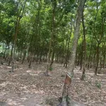 Bán đất gần 1 mẫu cao su Minh Hưng, Bình Chánh - Ảnh thu nhỏ 4
