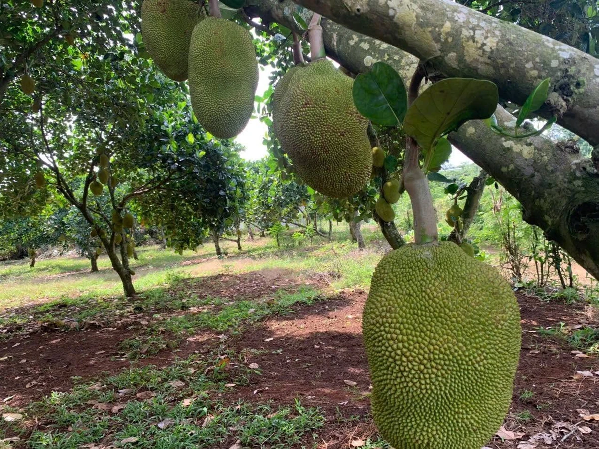Bán đất nền 2 sào Định Quán Đồng Nai 1,9 tỷ - Ảnh thu nhỏ 4