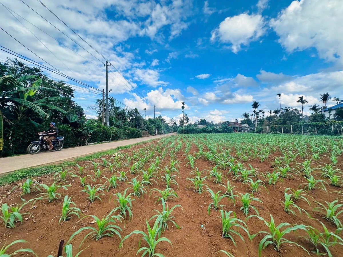 Bán đất 200m² thổ cư 60m² hướng Đông Bình Chánh - Ảnh thu nhỏ 4