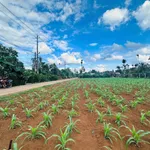 Bán đất 200m² thổ cư 60m² hướng Đông Bình Chánh - Ảnh thu nhỏ 4
