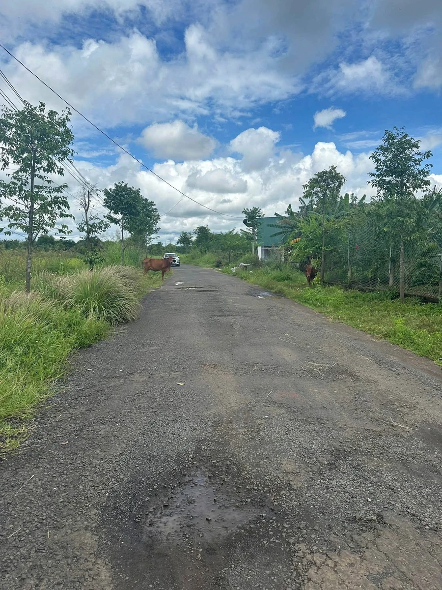 Bán lô đất 220 m² Buôn Đôn, Đắk Nông, 26 triệu/m² - Ảnh thu nhỏ 4