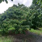 Bán đất tại Tân Hội, Vĩnh Long 3,5 tỷ, 2849m2, có 100m2 đất ở, view đẹp, chính chủ - Ảnh thu nhỏ 7