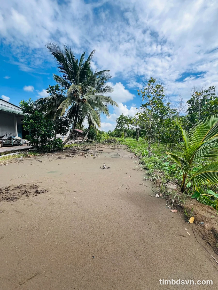 Bán đất trồng mít Thái 6835m² Đông Phước A Cần Thơ - Ảnh thu nhỏ 4