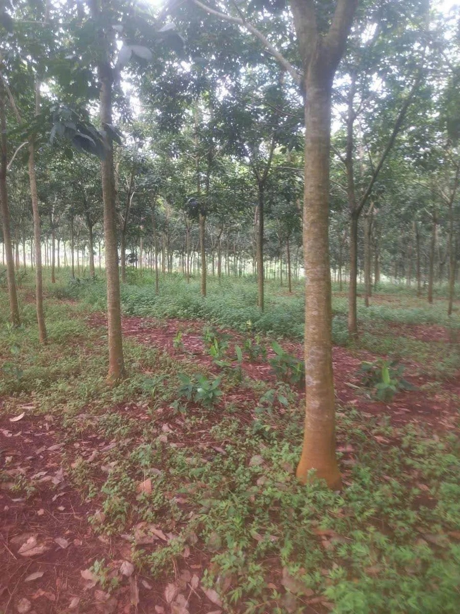 Bán đất 2,5ha Thủ Đức, giá hơn 4 tỷ - Ảnh thu nhỏ 2