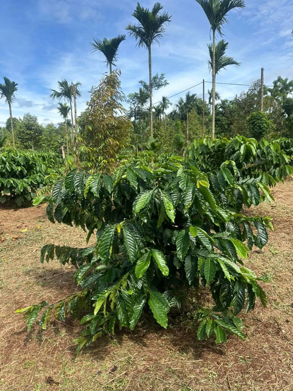 Bán rẫy 2 sào Đạt Lý Buôn Ma Thuột 1 tỷ 398 - Ảnh 1