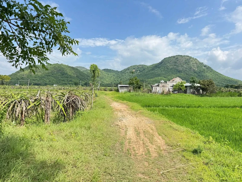 Bán nhà yến và nhà cấp 4 tại Phan Thiết, 2.128m², 1 tỷ