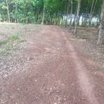 Bán đất cao su Cần Giờ 7 hecta mặt tiền Bao La 1.2 tỷ - Ảnh thu nhỏ 1