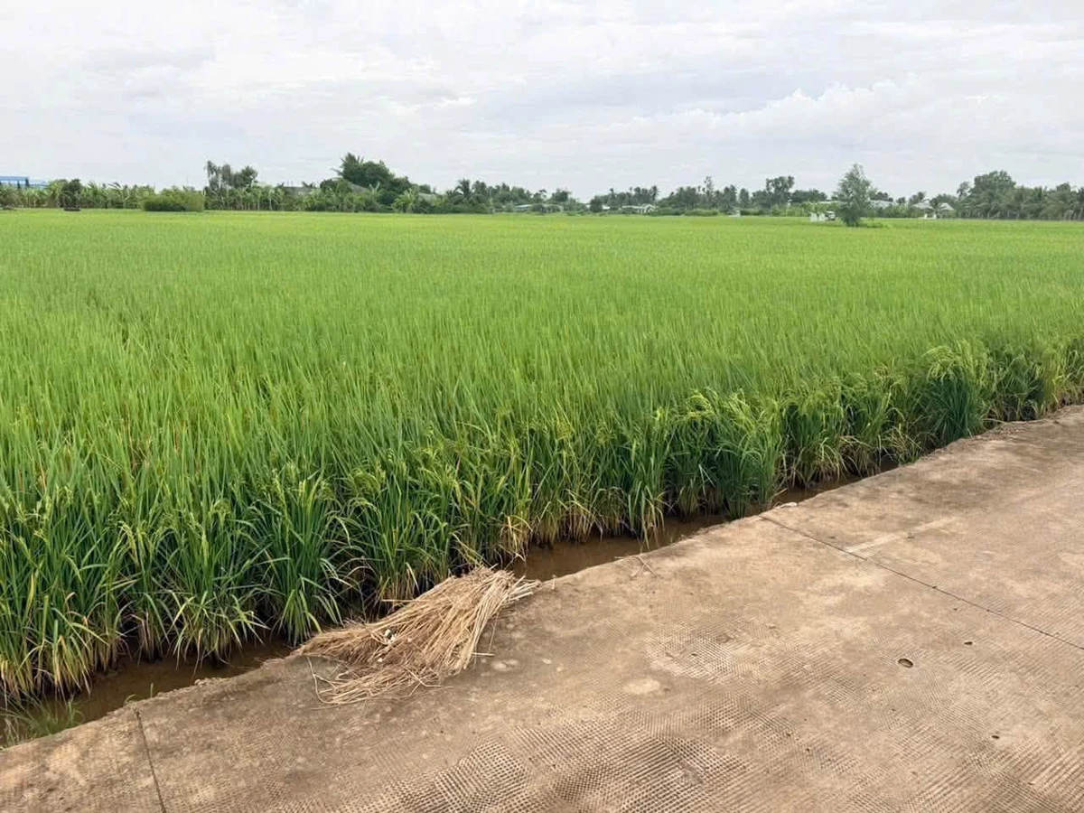 Bán 2000m² đất lúa Mỹ Bình, Tân Trụ, Long An - Ảnh thu nhỏ 2