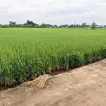 Bán 2000m² đất lúa Mỹ Bình, Tân Trụ, Long An - Ảnh thu nhỏ 2