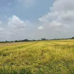 Bán đất 13.000m² Thới Lai, Nhà Bè giá 2.58 tỷ - Ảnh thu nhỏ 5