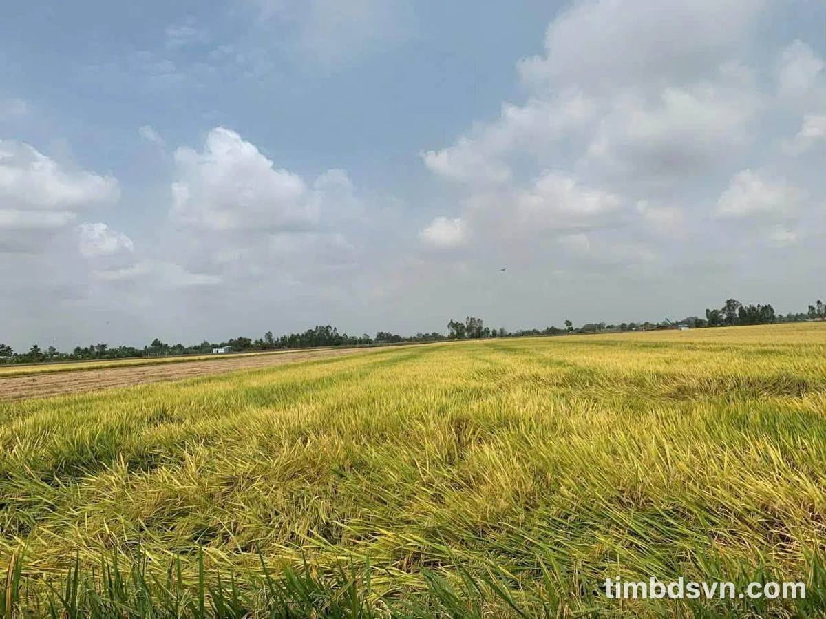 Bán đất 13.000m² Thới Lai, Nhà Bè giá 2.58 tỷ - Ảnh thu nhỏ 5