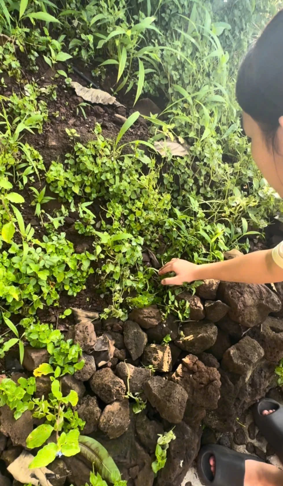 Bán đất vườn xoài 1.000m² tại La Ngà, Hóc Môn - Ảnh 1