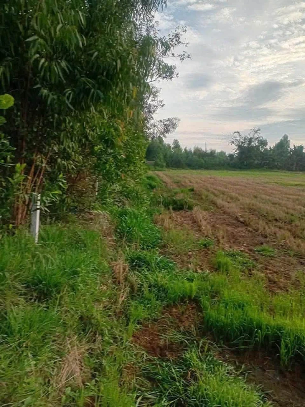 Bán đất lúa 14000m² tại Đức Huệ, Long An