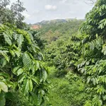 Bán đất vườn cafe 2,4 hecta Lâm Đồng 4 tỷ - Ảnh thu nhỏ 3