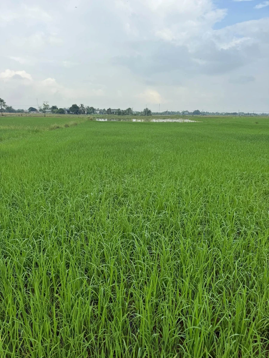 Bán đất lúa 1246m² Phước Đông Cần Thơ 360 triệu - Ảnh thu nhỏ 5