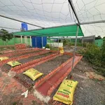 Bán nhà vườn 1000m² Đức Huệ Long An, giá 1 tỷ 650 - Ảnh thu nhỏ 5