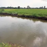 Bán đất gần 1 sào An Phú Hàm Chính 200 triệu - Ảnh thu nhỏ 3