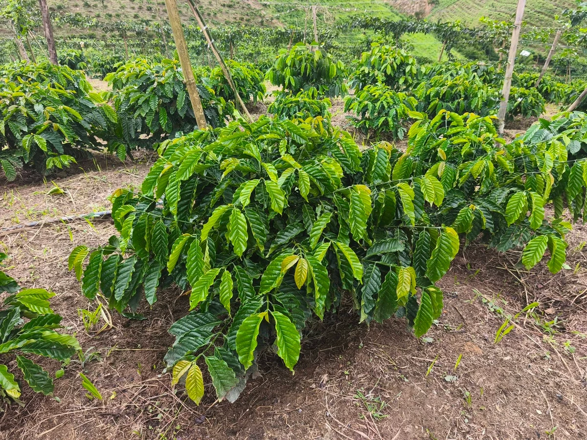 Bán đất 7 hecta trồng cà phê Củ Chi, 4.7 tỷ - Ảnh thu nhỏ 4