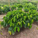 Bán đất 7 hecta trồng cà phê Củ Chi, 4.7 tỷ - Ảnh thu nhỏ 4