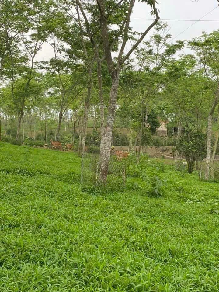 Bán mảnh vườn 3200m² Tân Hiệp, Bắc Ninh 3 tỷ - Ảnh thu nhỏ 2