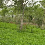 Bán mảnh vườn 3200m² Tân Hiệp, Bắc Ninh 3 tỷ - Ảnh thu nhỏ 2