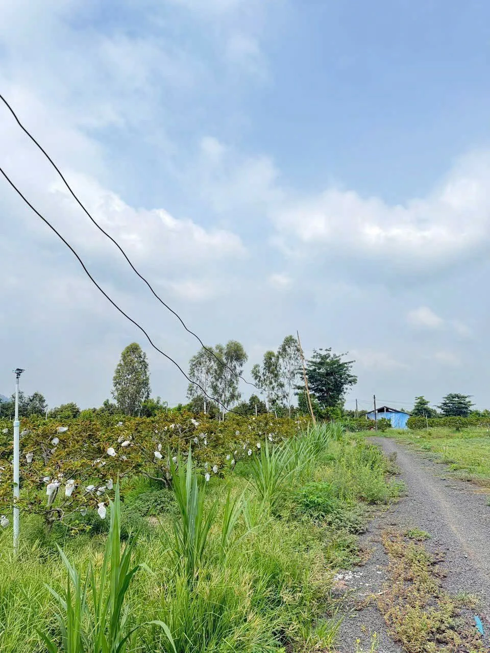 Bán lô đất liền kề 1000m2 Thạnh Lợi Bình Minh Tây Ninh - Ảnh 1
