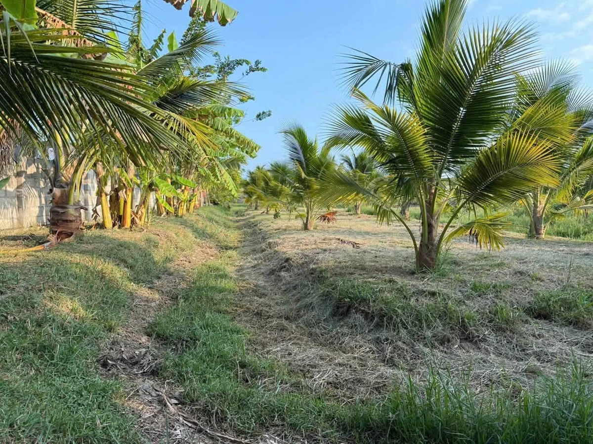 Bán 1500m² đất cây trồng Xã Hàm Liêm, Lâm Đồng - Ảnh thu nhỏ 3